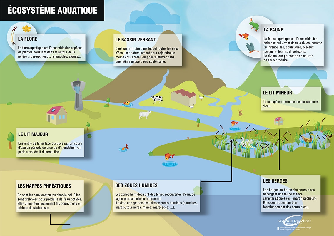 ecosysteme-aquatique.jpg