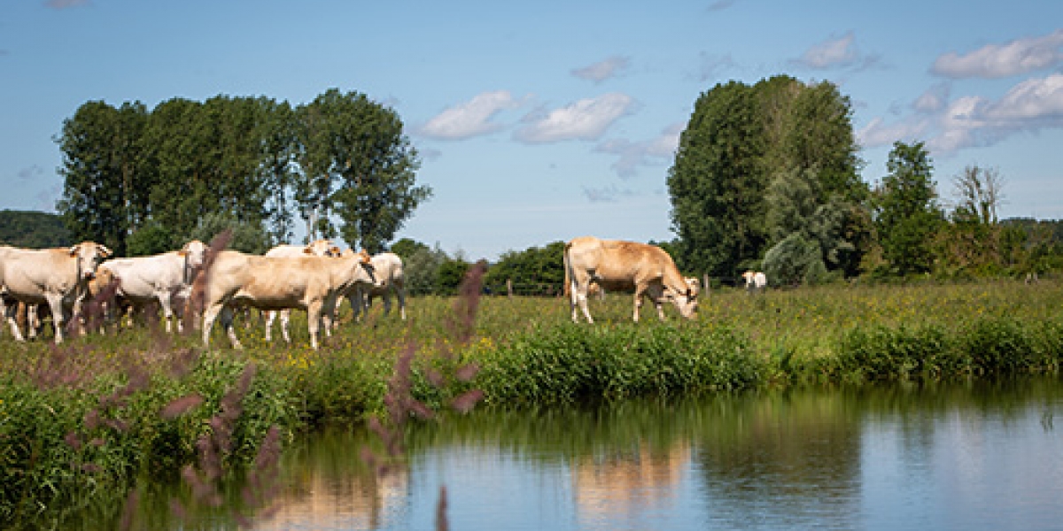 dp20190614-117_web.jpg