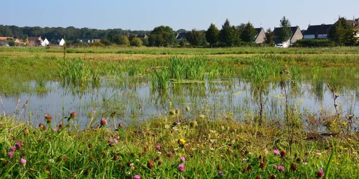 mare_malhove_4.jpg