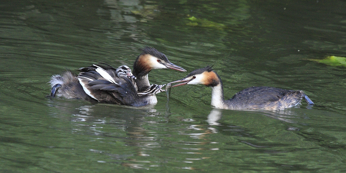 Famille de Grebbe Huppée grebe_huppee_d-huyghe.jpg