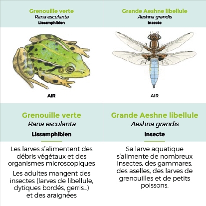 illustration_tuiles.jpg