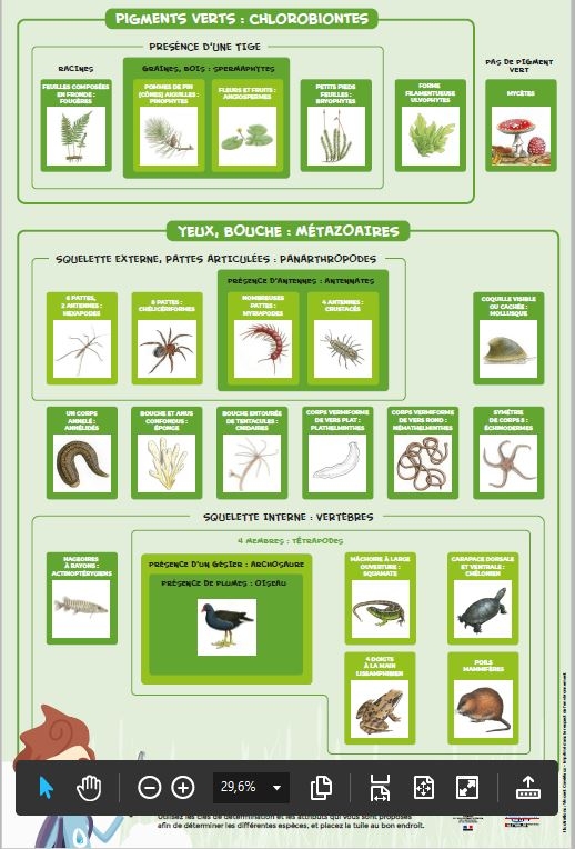 img_planche_classification.jpg