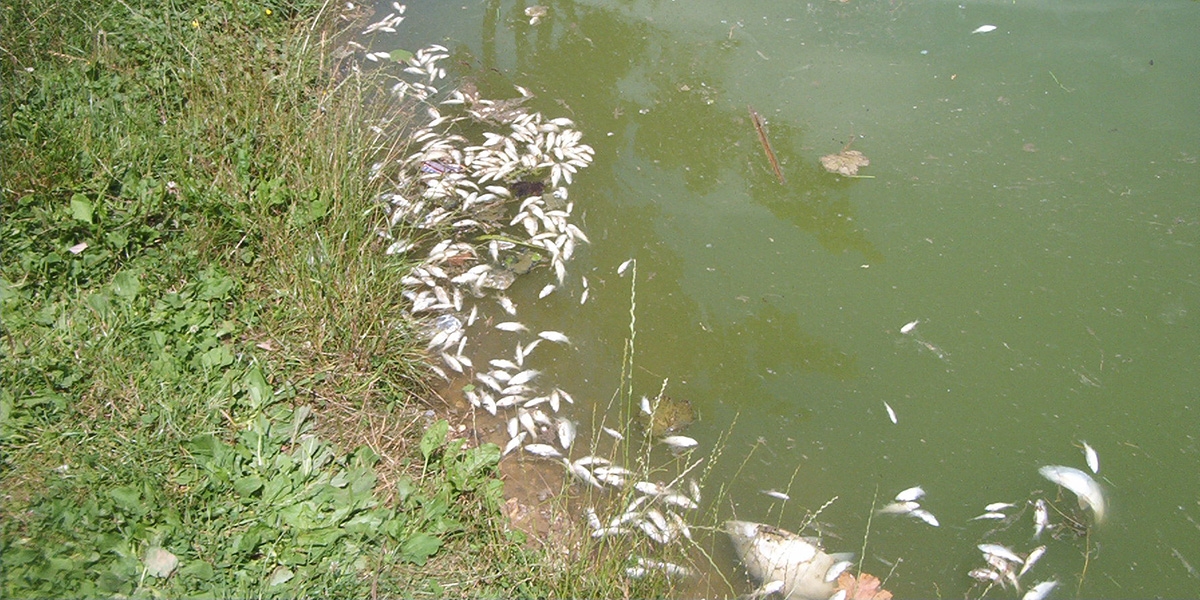 pollution-elinghen_11072003_08_marold-aeap.jpg