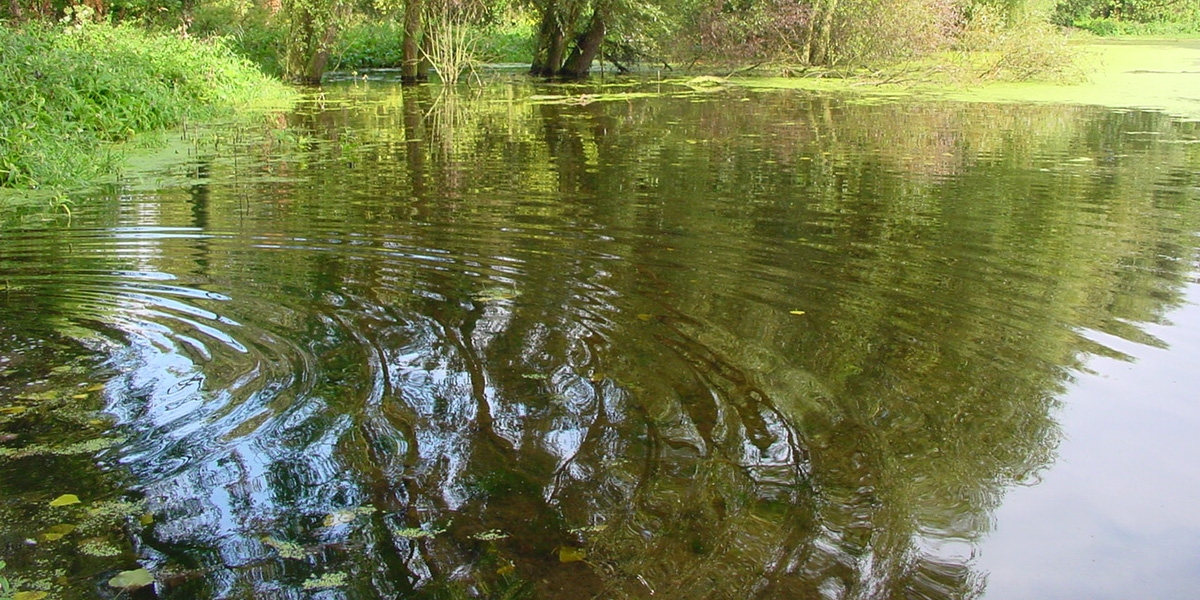marais_de_cuincy_aeap.jpg
